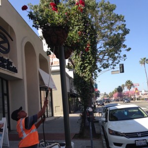 Watering Holiday Decorations BID The Village 